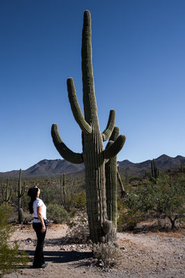 Saguaro National Park West - Signal Hill, Cactus Wren Trail