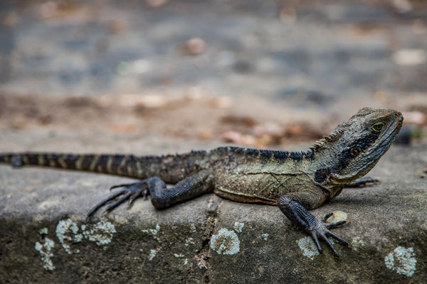 Breadleys Head (Sydney Harbour NP) - Water Dragon