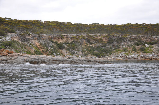 Shark-Cage-Diving-Tour - Küste vor Port Lincoln National Park