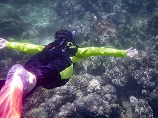 Schnorchel-Tour mit 'Ocean Safari', Cape Tribulation