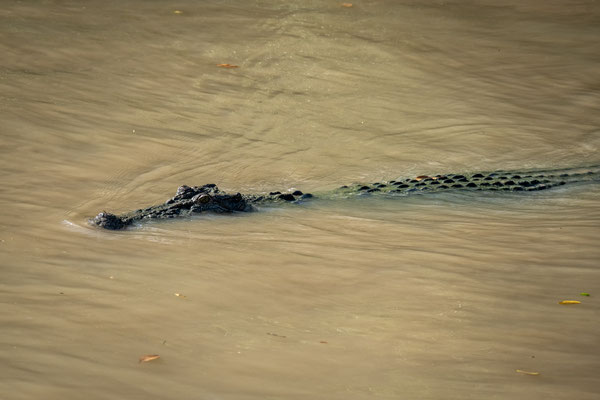 Jumping Crocodile Tour / Adelaide River