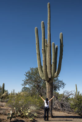 Saguaro National Park West - Cam-Boh Trailhead Parking Area