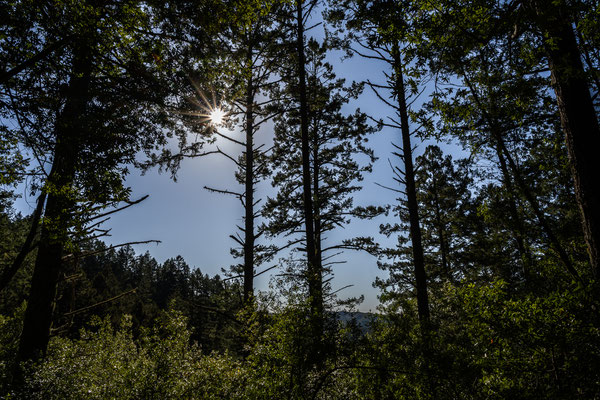 'Muir Woods National Monument' 