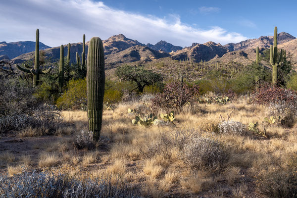 Sabino Canyon - Upper Sabino Road