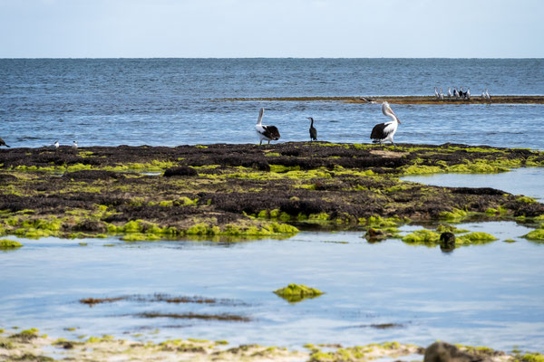 Green Head Tourist Drive - Pelikane