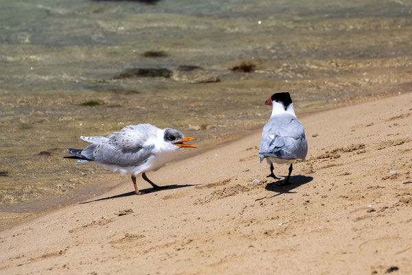 Penguin Island, Rockingham 
