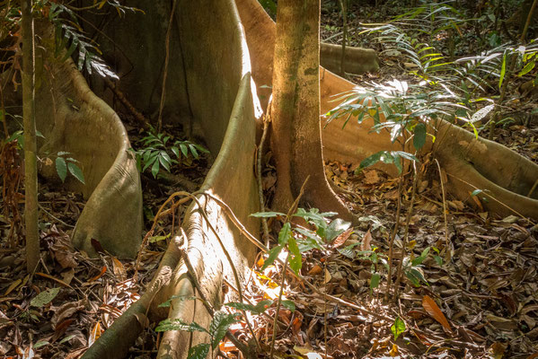 Camping Lync-Haven Rainforest Retreat - wir machen wieder einen Rundgang voller Hoffnung auf dem Cassiowary Trail...