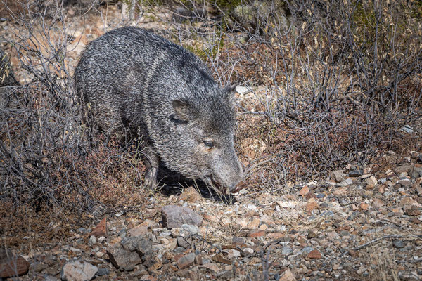 Sonora Desert Museum, Tucson - Javelina