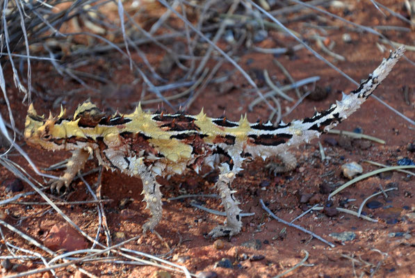 Thorny Devil