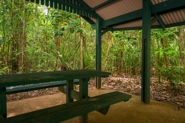 Dubuji Walk (Daintree National Park) - hier suchen wir die Drachen...