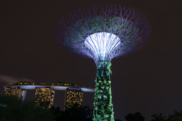 Garden of the Bay - Supertree