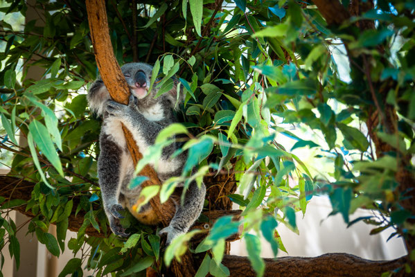 Lone Pine Koala Sanctuary