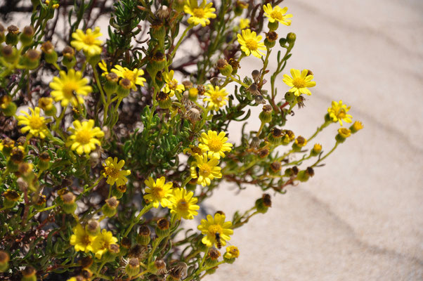 Kangaroo Island - Little Sahara - Flora