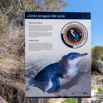 Penguin Island, Rockingham 