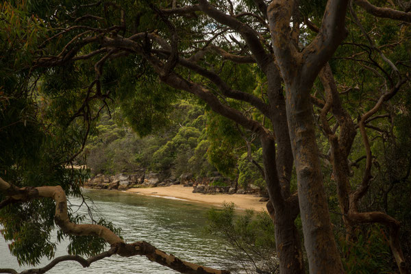 Breadleys Head (Sydney Harbour NP)