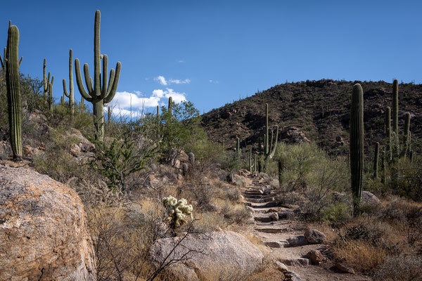 Saguaro National Park West - Hugh Norris Trail