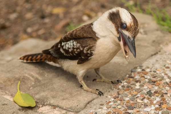 Breadleys Head - Kookaburra (Lachender Hans)