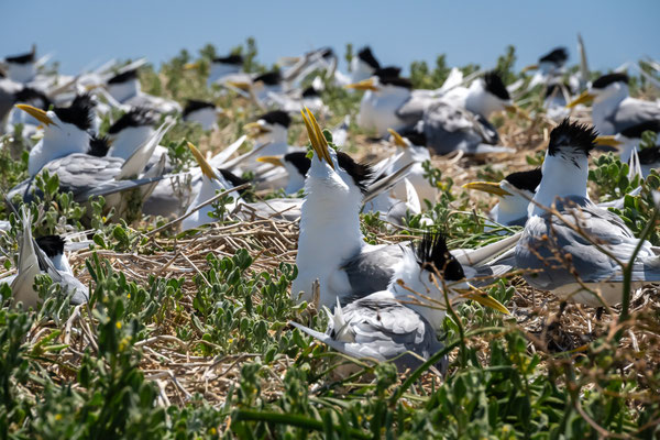 Penguin Island, Rockingham - Fütterung der jungen Eisseeschwalben