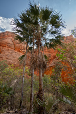 Purnululu Nationalpark - Mini Palms Walk