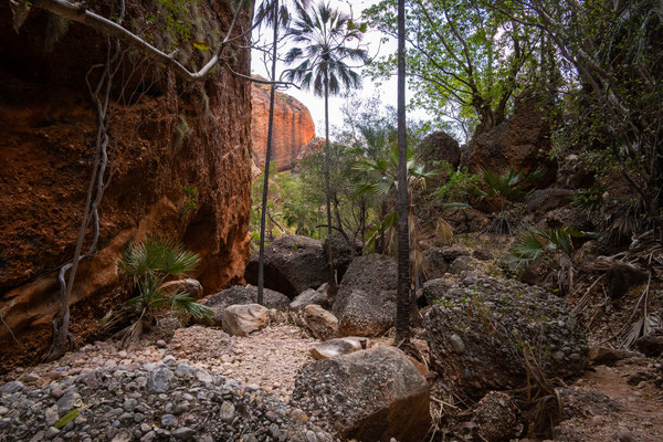Purnululu Nationalpark - Mini Palms Walk