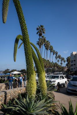 La Jolla, San Diego