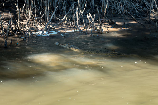Solar Whisperer Daintree River Crocodile Tour