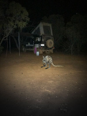 Koroit - nächtlicher Besuch... <3