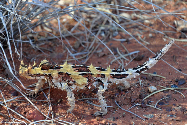 Thorny Devil