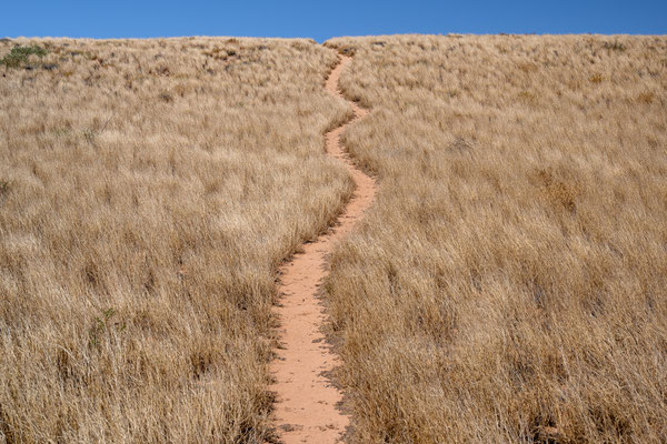 South Coastal Track - beim Ridge Campground