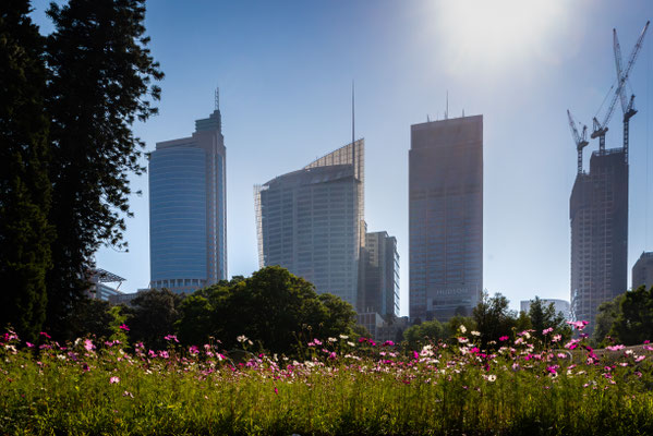 Royal Botanic Garden - Skyline
