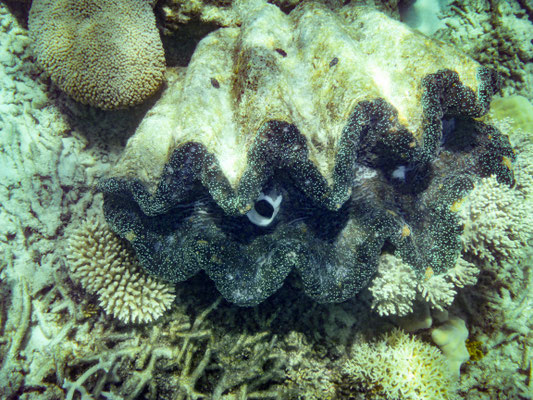 Schnorchel-Tour mit 'Ocean Safari', Cape Tribulation