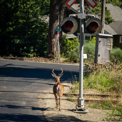 auf dem Weg von Campbell River nach Chemainus - Hirsch am Strassenrand