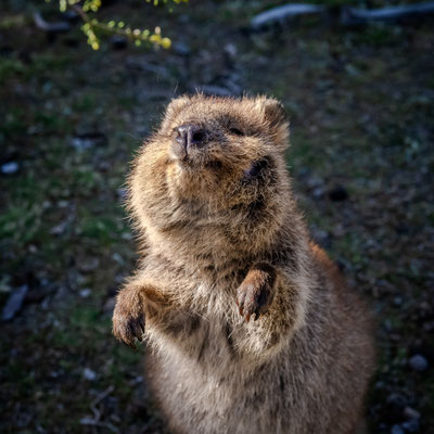 Rottnest Island - Quokkas am Nachmittag