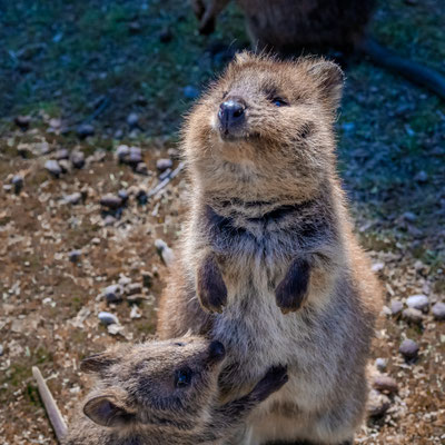 Rottnest Island - Quokkas am Nachmittag