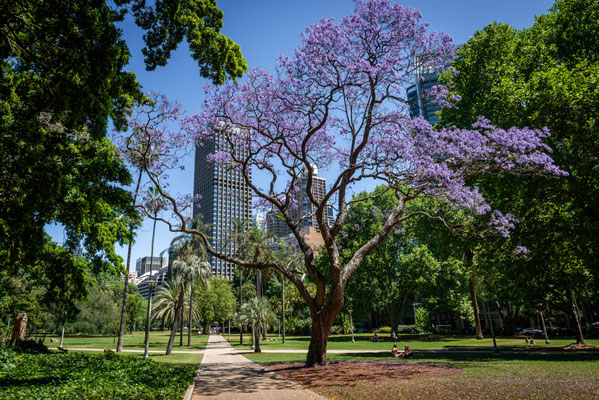 Hyde Park - mitten in Sydney