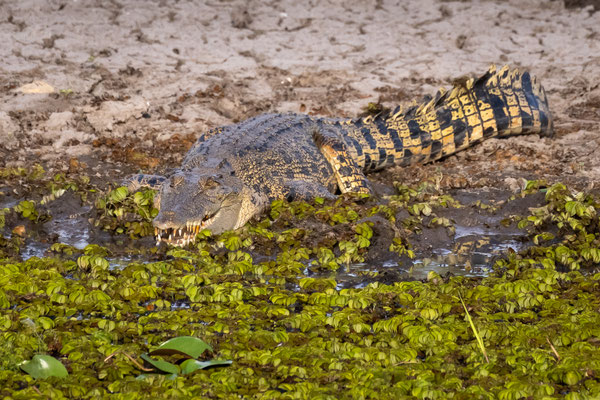 Yellow Water Lagoon, Kakadu Nationalpark
