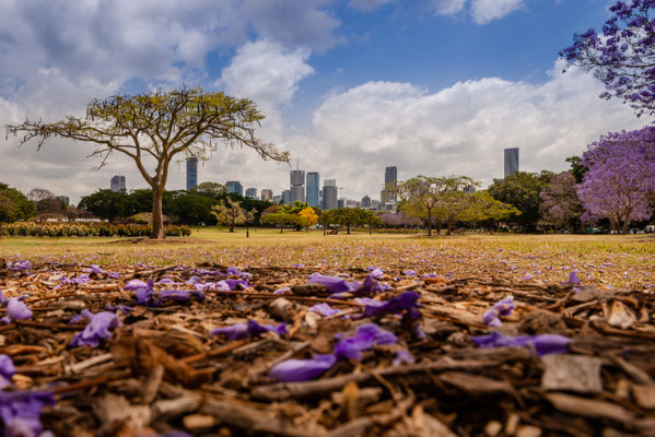 New Fam Park - Jacaranda Trees und Skyline