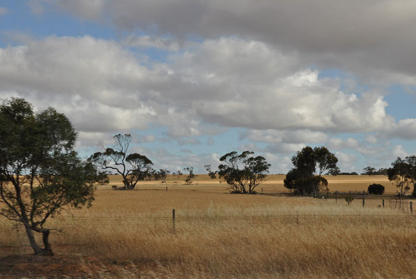 Landschaft Richtung Streaky Bay