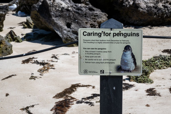 Penguin Island, Rockingham - Brutstätten der Pinguine