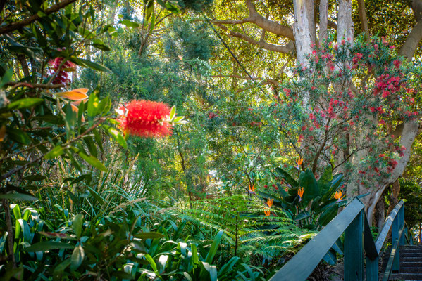 Lavender Bay - Treppe hoch zum Wendy's Secret Garden