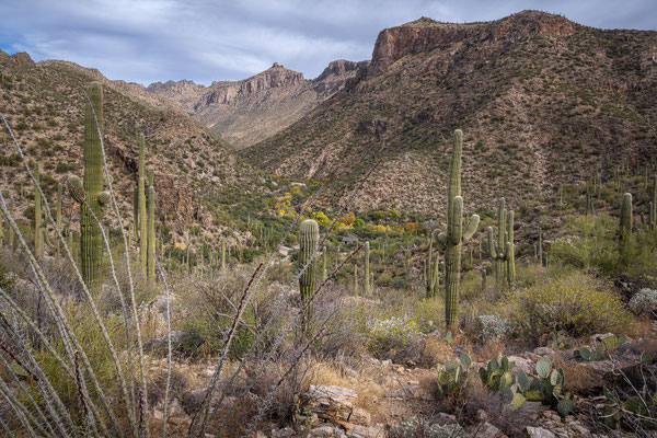Sabino Canyon - Rattlesnake Trail