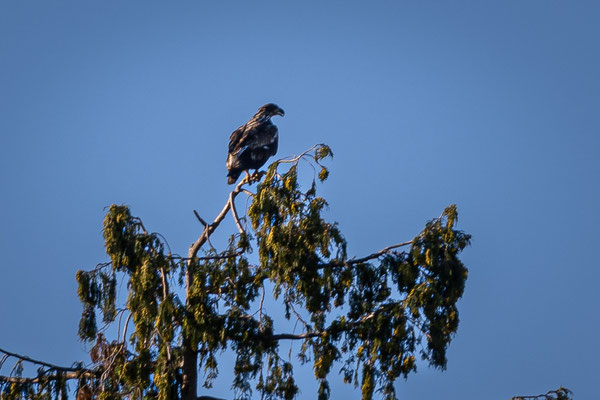 am Campbell River - junger Weisskopfseeadler
