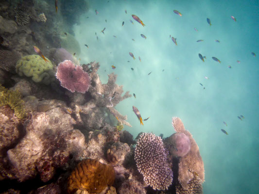 Schnorchel-Tour mit 'Ocean Safari', Cape Tribulation