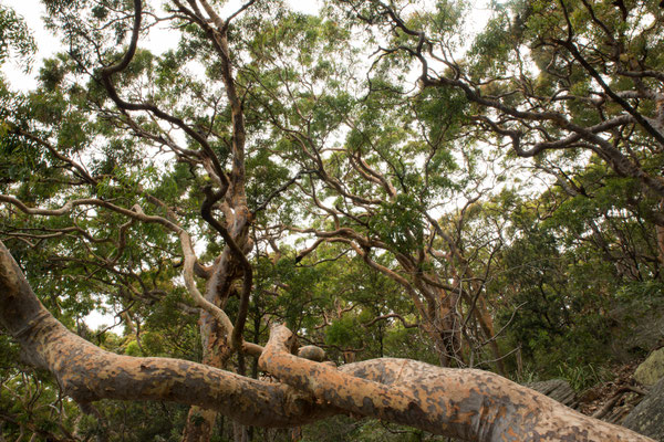 Breadleys Head (Sydney Harbour NP