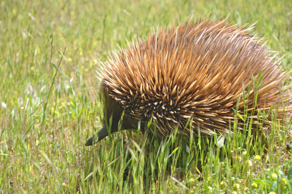 Unterwegs auf Kangaroo Island - Echidna (Beuteligel)