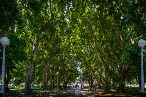 Hyde Park - mitten in Sydney