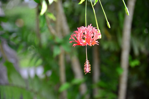 Hibiscus