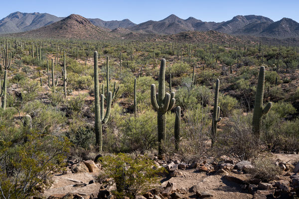 Saguaro National Park West - Signal Hill, Cactus Wren Trail