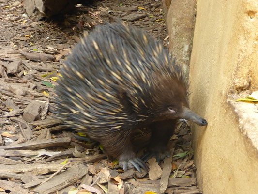 Featherdale Wildlife Park - Echidna