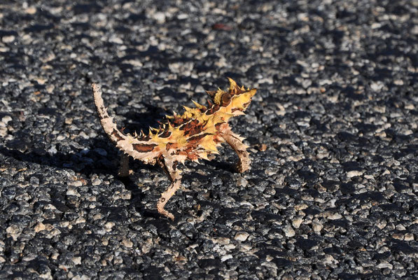 Thorny Devil